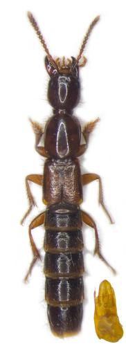 Réf. 346 989 : Othius punctulatus